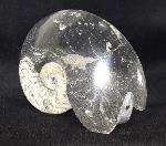 Manticoceras sp. HYATT 1884 - Bild &copy; FossNet FossilienStore